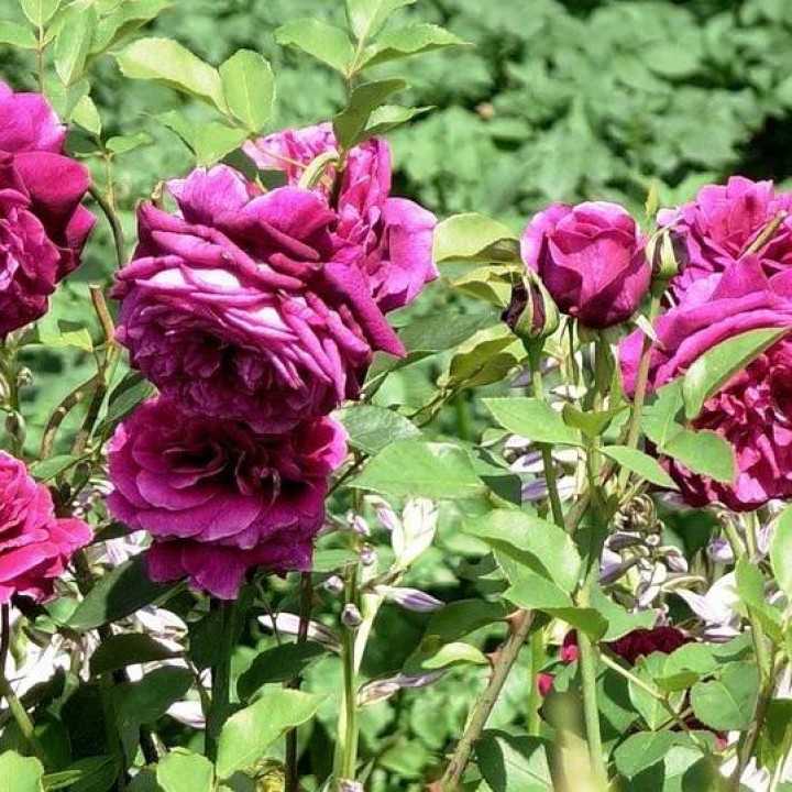 Английские розы: сорта и виды с фото и описание, уход и выращивание