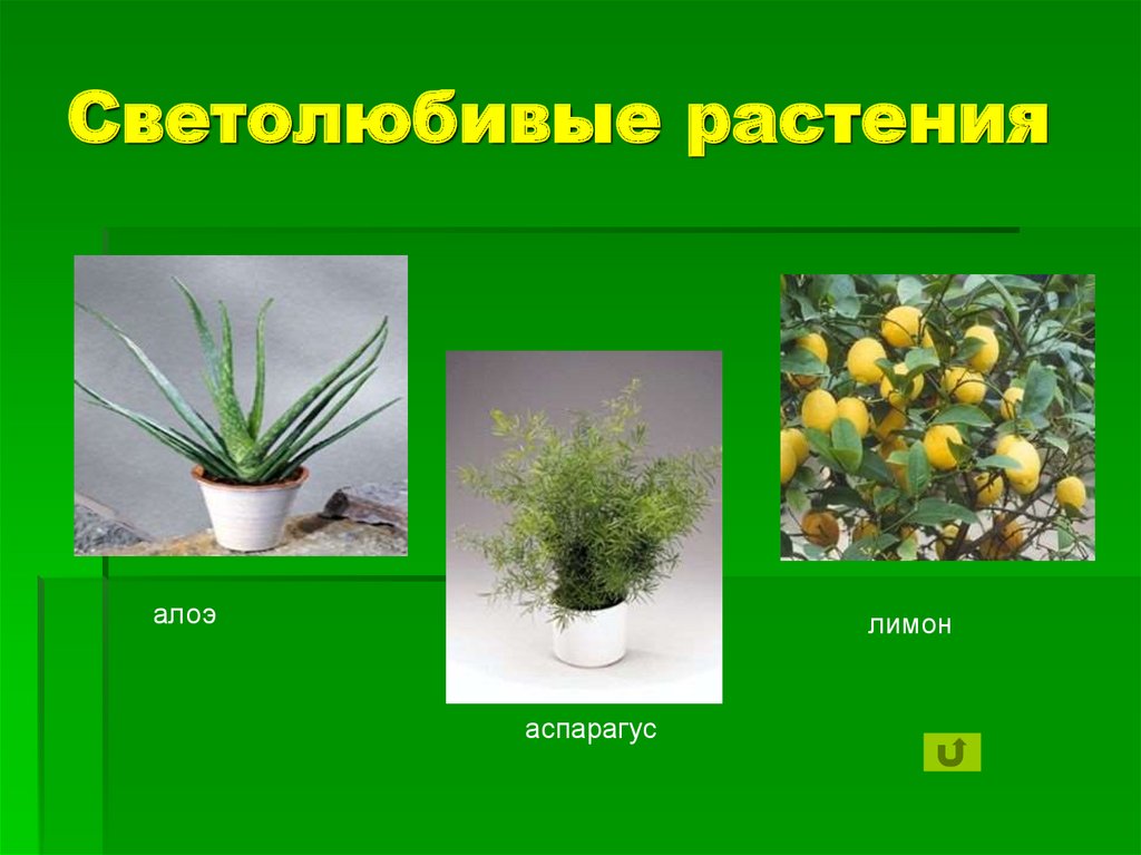 Комнатные влаголюбивые растения: фото, названия :: syl.ru