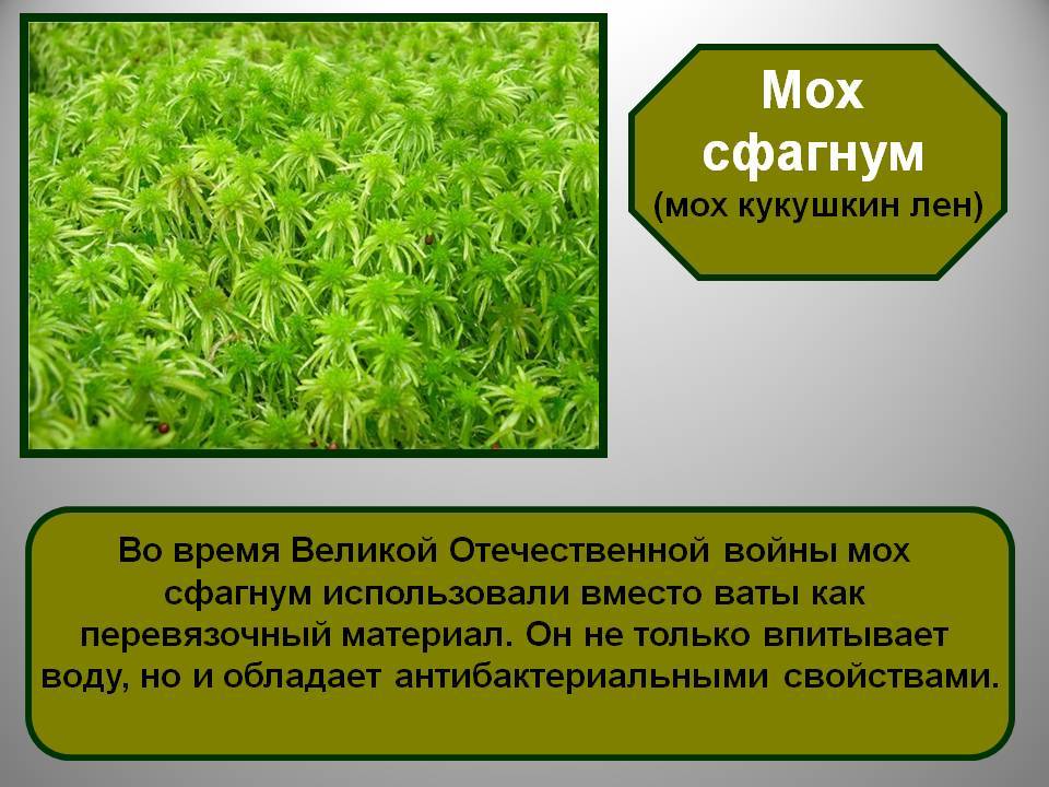 Мох сфагнум: фото, где растет и для чего используют. чем полезен мох сфагнум для дачника: способы применения в саду и огороде