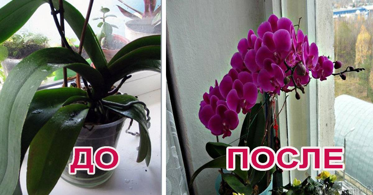 Почему не цветет орхидея: причины, что делать, как их разбудить