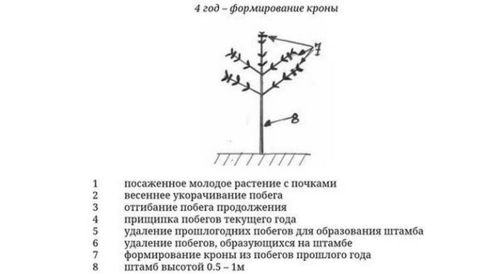 Гортензия на штамбе: как сделать, как вырастить и ухаживать, формирование, как привить растения в открытом грунте, фото