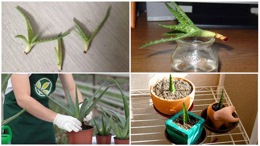 Выращивание алоэ из листа: пошаговая инструкция размножения алоэ листом в домашних условиях