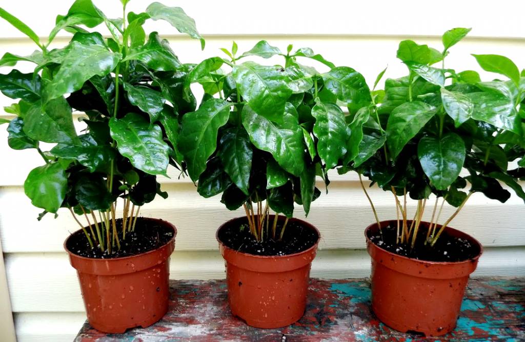 Домашний кофе арабика: уход за комнатным растением
