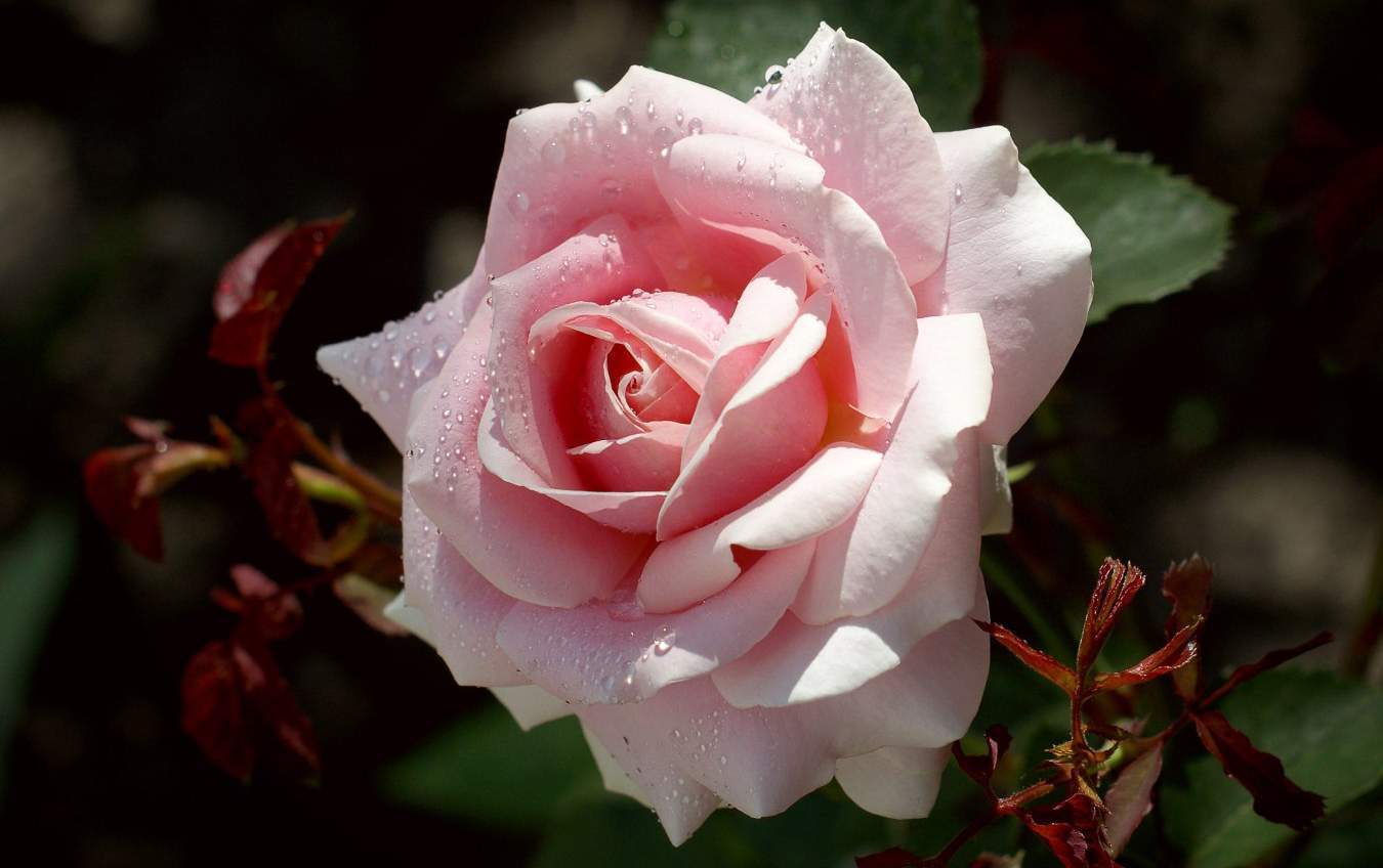Роза фредерик мистраль (frederic mistral): фото, отзывы, описание, характеристики.