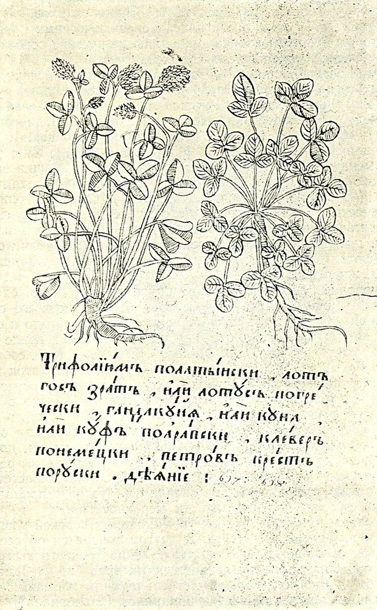 История растений: цветы в древней руси.
