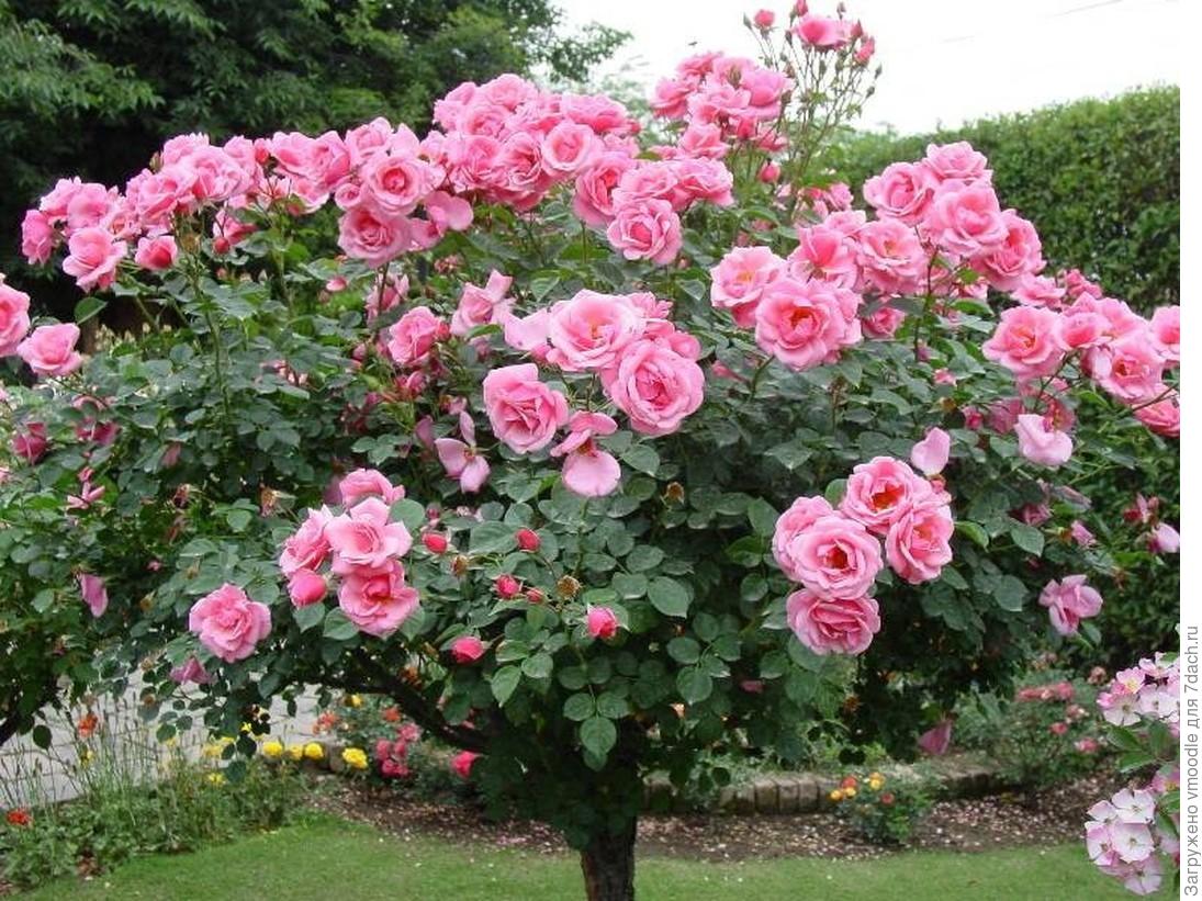 Морщинистая роза: правила выращивания и ухода