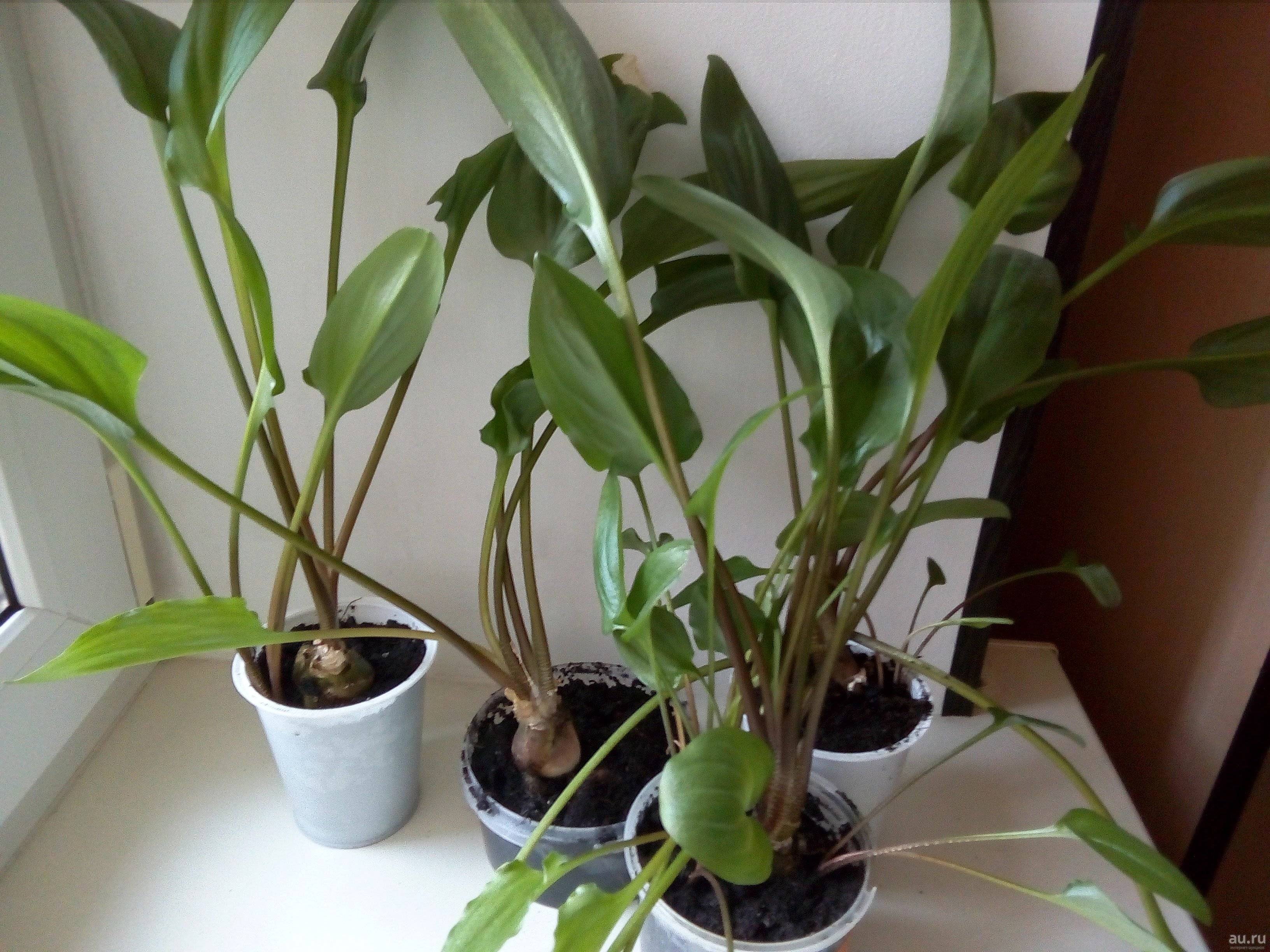 Яркая зелень дримиопсиса в квартире. особенности ухода и размножение цветка, его виды