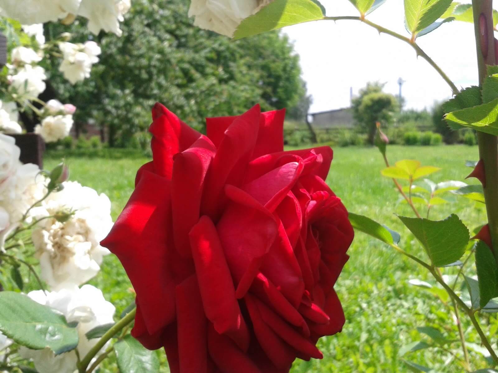 Посадка и уход за чайно-гибридной розой сорта бургунд 81: как выращивать цветок