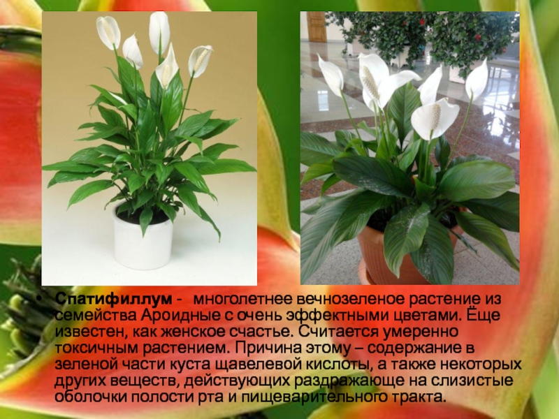 Семейство ароидных комнатных растений: названия видов с фото