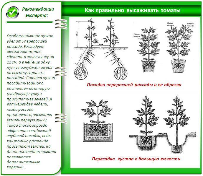 Декоративное растение из южной африки — агапантус. описание, виды, правила выращивания