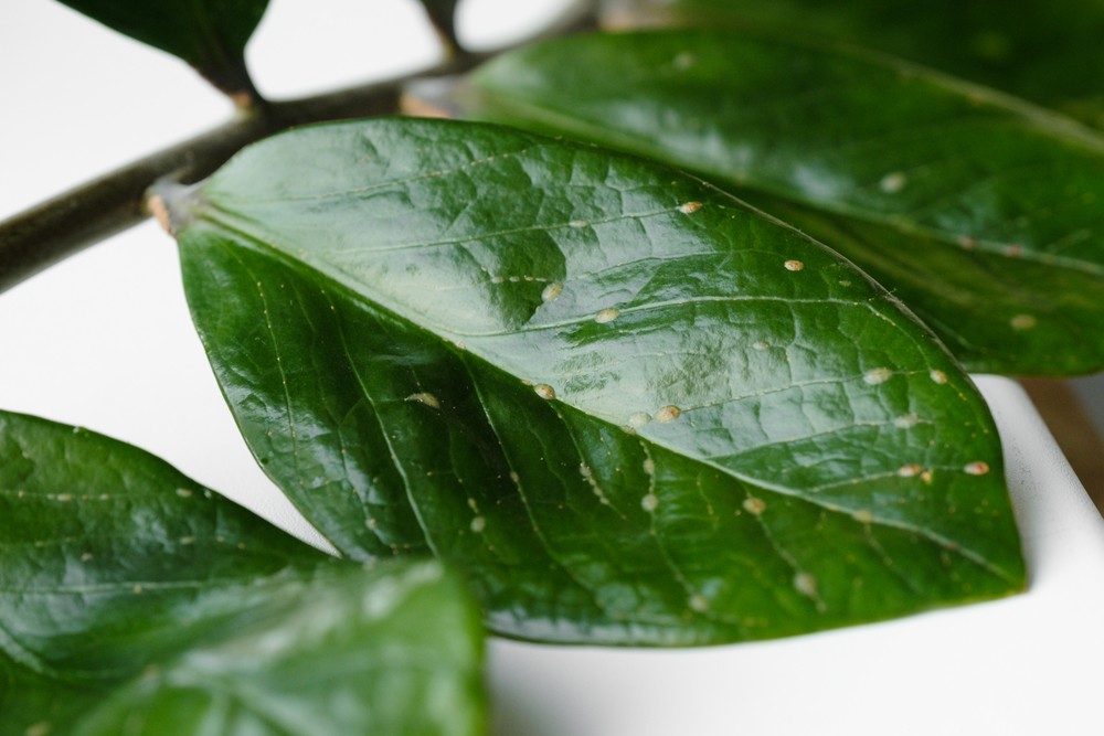  4 последствия от липкого налета на листьях: кто стал причиной повреждений комнатных растений