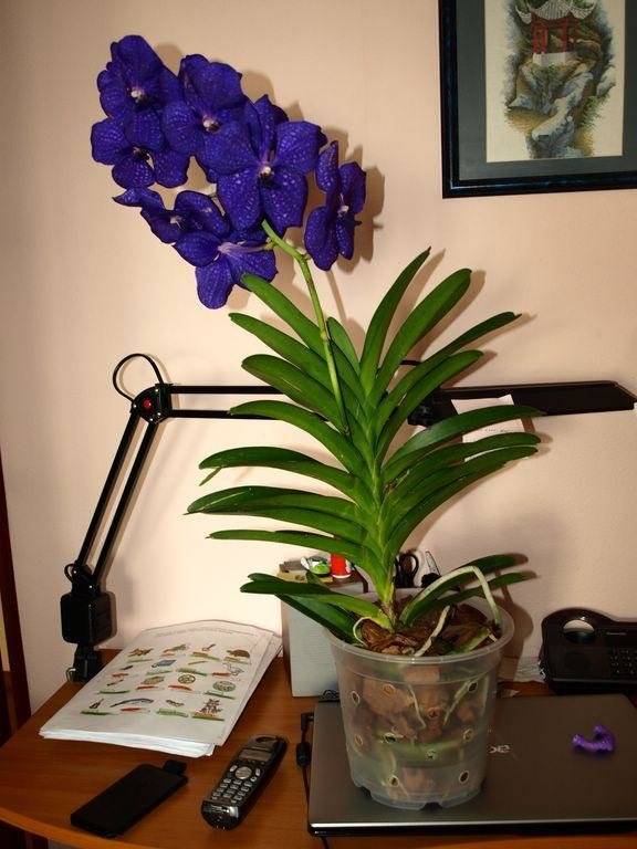 Нежная белая орхидея: уход в домашних условиях
