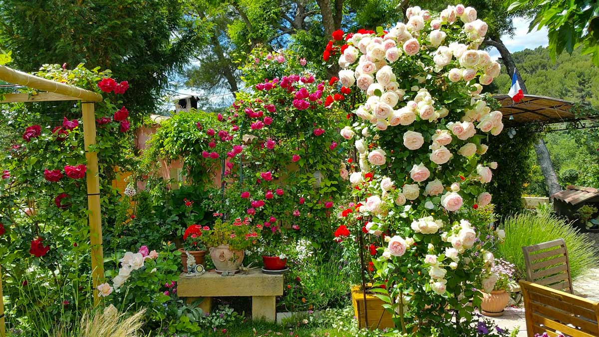 Плетистые розы: посадка и уход, размножение, болезни и удобрения, выращивание в подмосковье + фото сортов