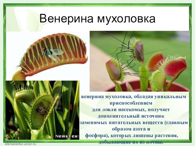 ✅ венерина мухоловка (дионея): уход в домашних условиях, фото, как вырастить и чем кормить хищный цветок