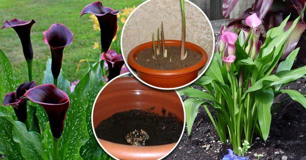 Выращивание каллы в саду: посадка в открытый грунт и уход