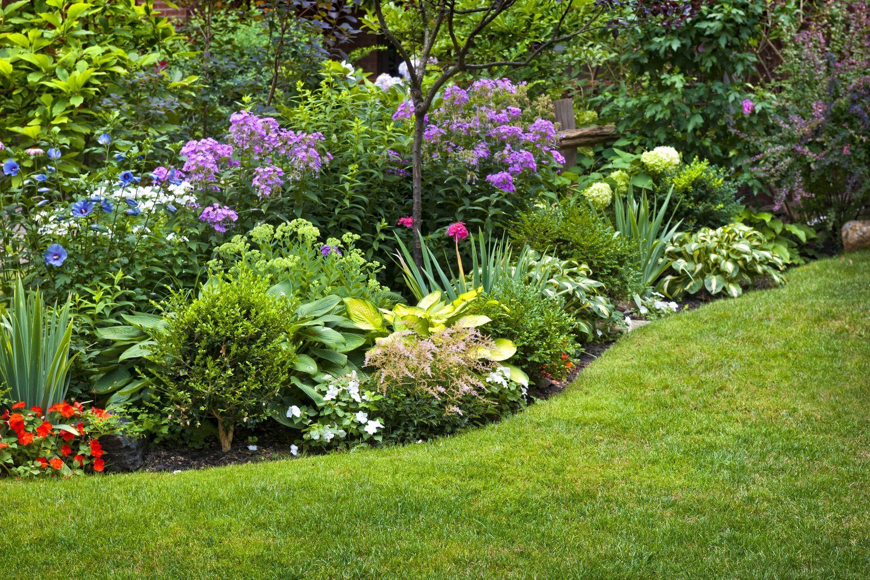 Бальзамин садовый: посадка и уход, фото в ландшафтном дизайне