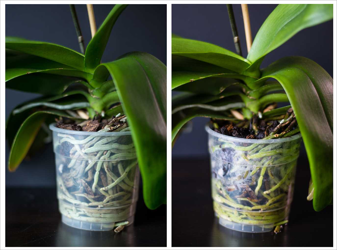 Как поливать орхидеи в домашних условиях: как часто и какой водой, правильный полив сверху и нужно ли прикорневое опрыскивание, пошаговая инструкция