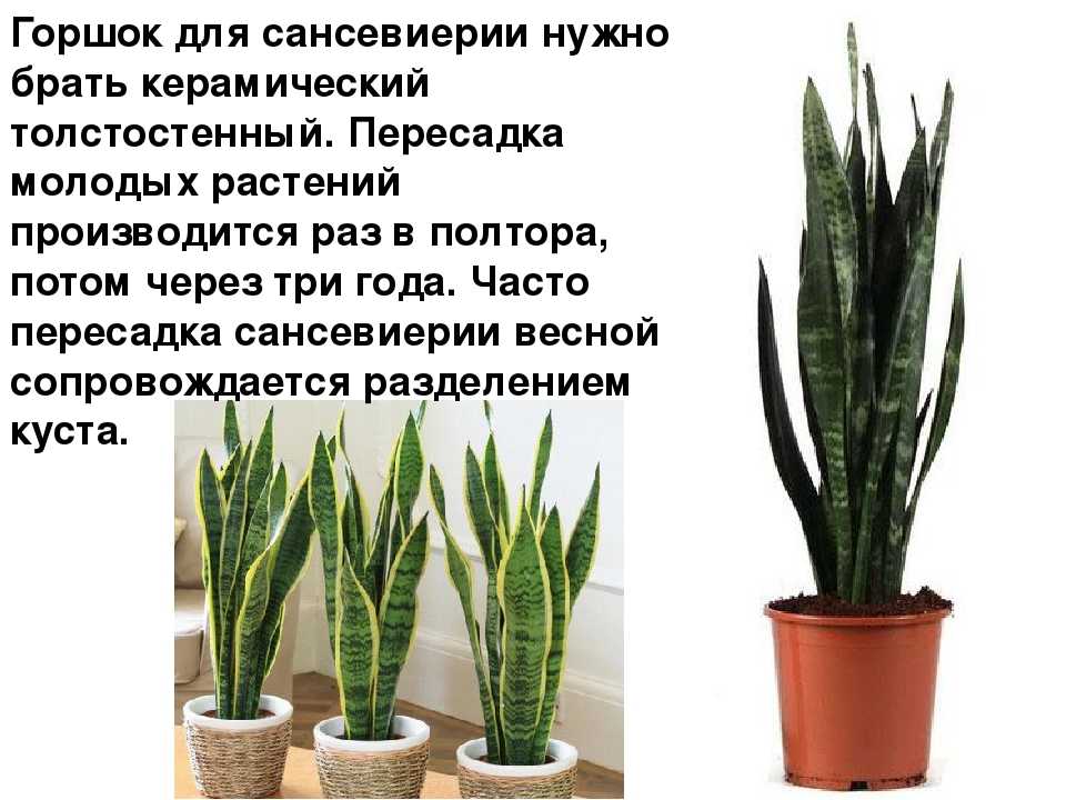 Цветок щучий хвост: описание, уход в домашних условиях, пересадка, приметы - sadovnikam.ru