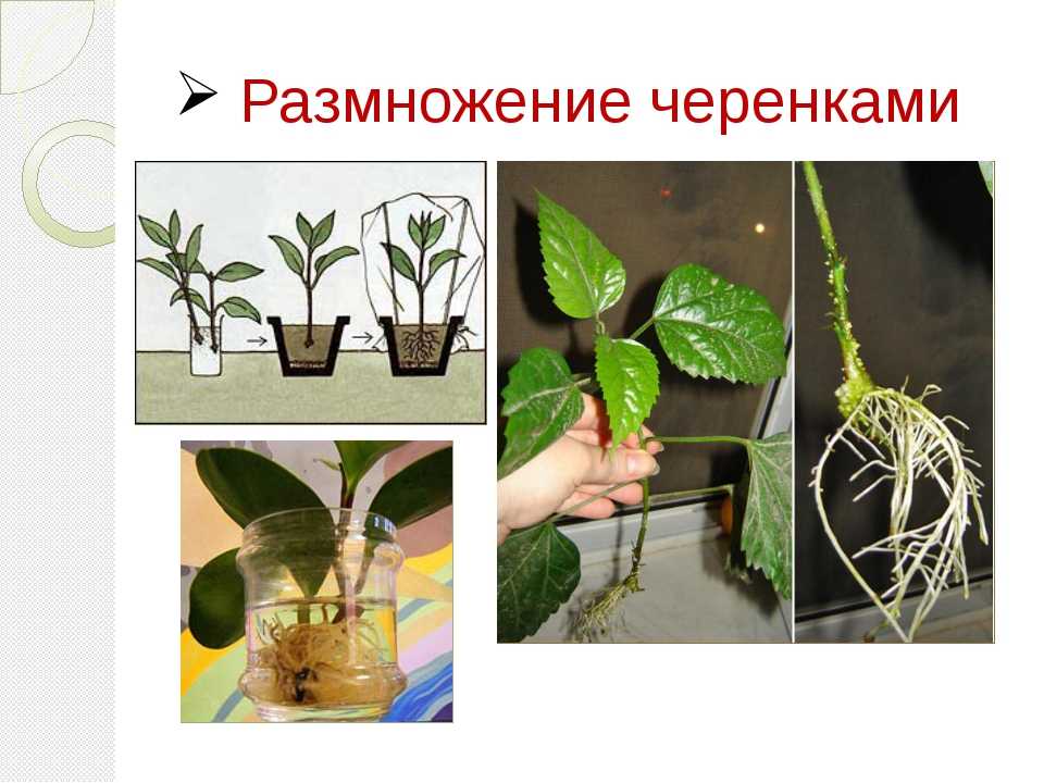 Размножение спатифиллума (женского счастья) в домашних условиях листом, черенками, семенами