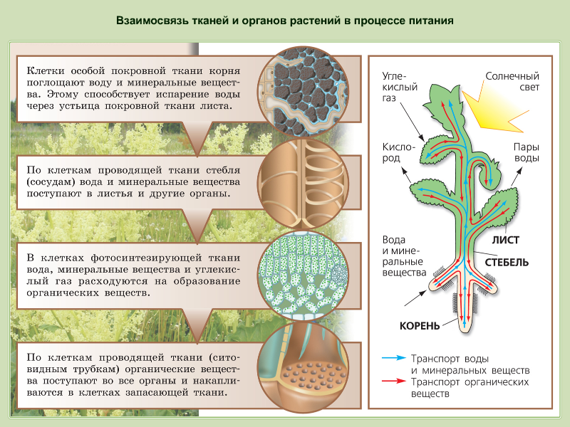 Строение растений - клетки, ткани, органы и их функции — природа мира