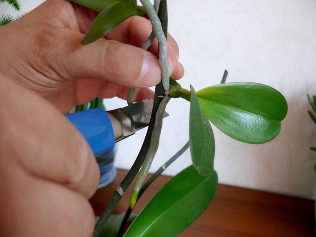 Просто и быстро размножаем орхидею: как посадить детку цветка?