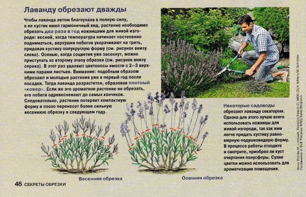 Лилейники: посадка и уход в открытом грунте, фото, что после цветения