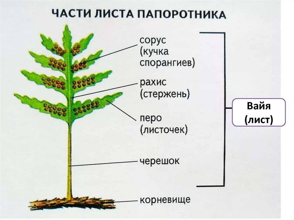 Растение папоротник [виды, строение] | tobehome.ru