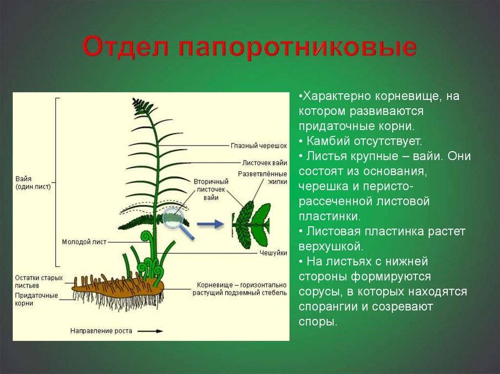 Папоротникообразные растения: характеристика группы, биологическое значение