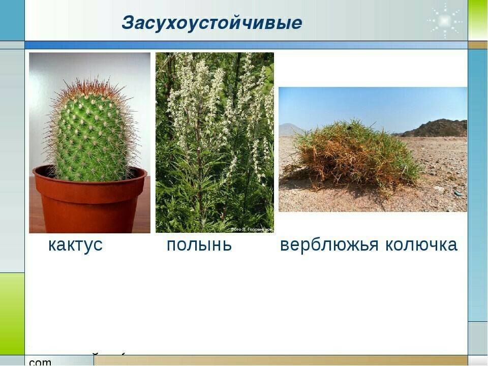 25 комнатных растений, которым нужна прохладная зимовка - хутор бородкин