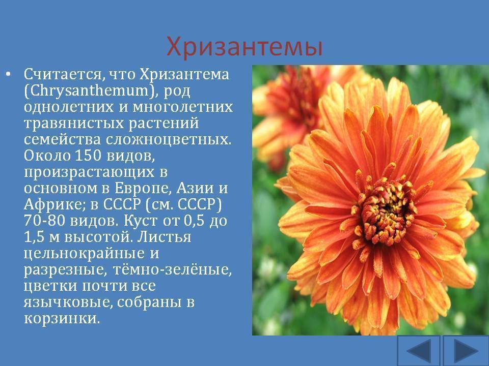 Сорта и виды хризантем: фото с названиями