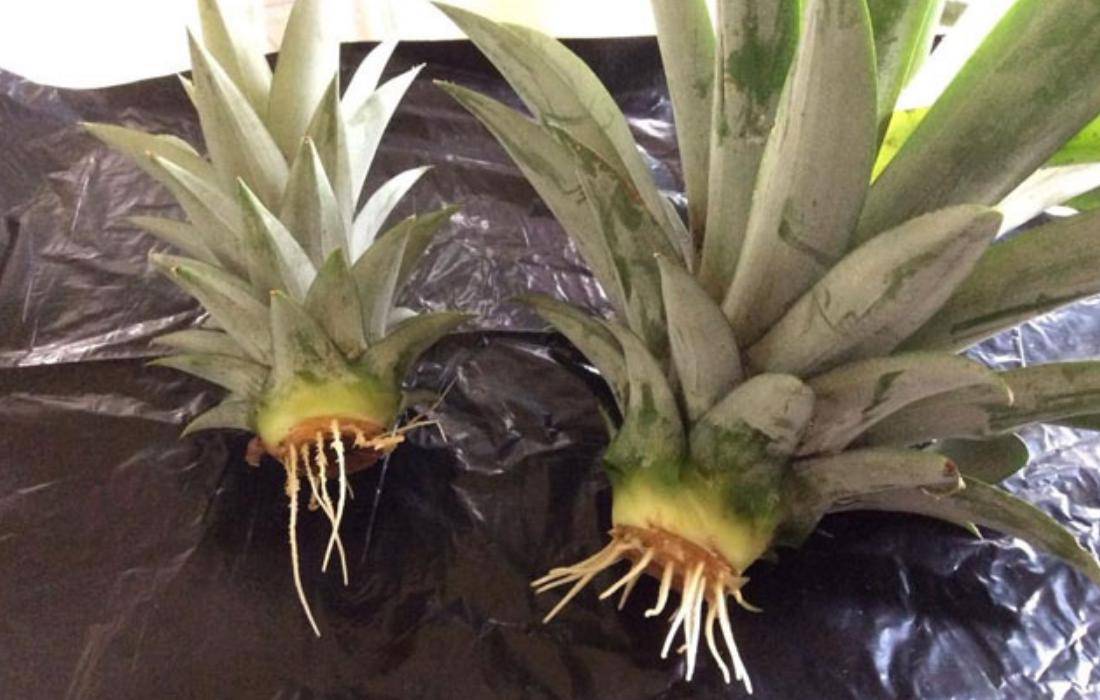 Как выращивают ананасы в домашних условиях: способы с описанием - sadovnikam.ru