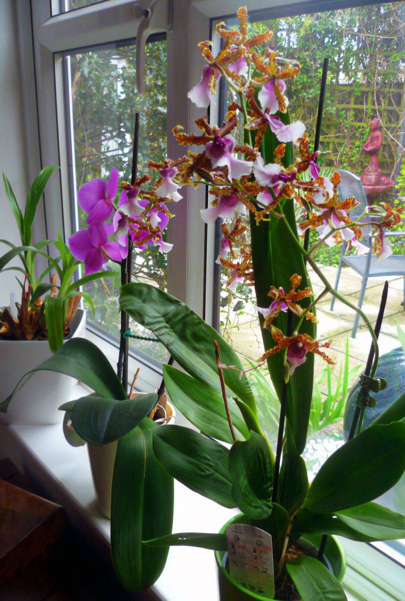 Орхидея камбрия: уход в домашних условиях, пересадка, подбор грунта, выращивание деток