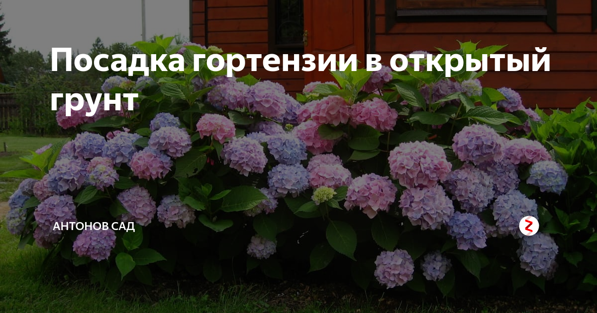 Гортензия садовая — посадка и уход в открытом грунте на Урале