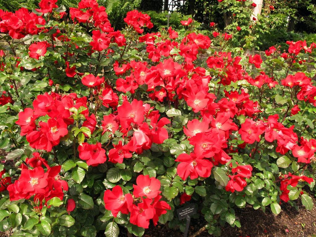 Роза робуста эффектная и зимостойкая | сад и огород
роза робуста эффектная и зимостойкая | сад и огород