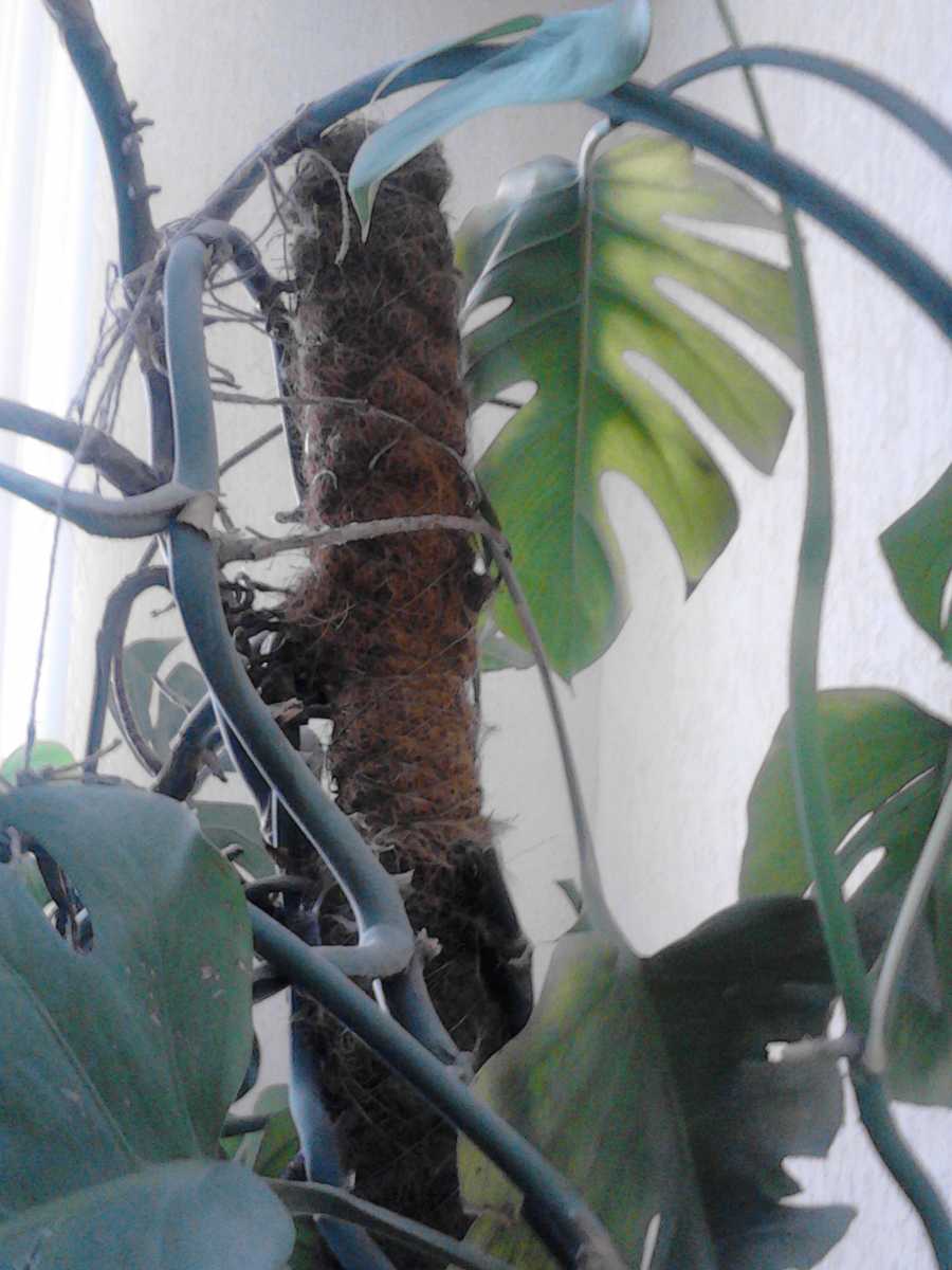 Монстера (41 фото): размножение в домашних условиях, как посадить черенками, воздушными корнями, рассадить, укоренить