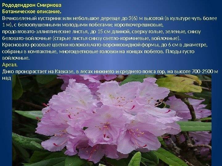 Рододендрон кавказский: полезные свойства, противопоказания и варианты применения в народной медицине