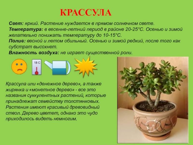 Способы размножения комнатных растений в домашних условиях