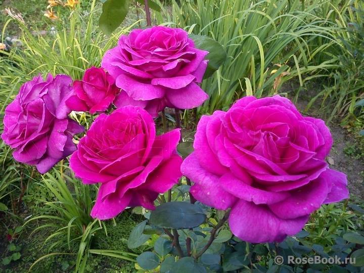 Роза чайно-гибридная биг перпл (big purple)
