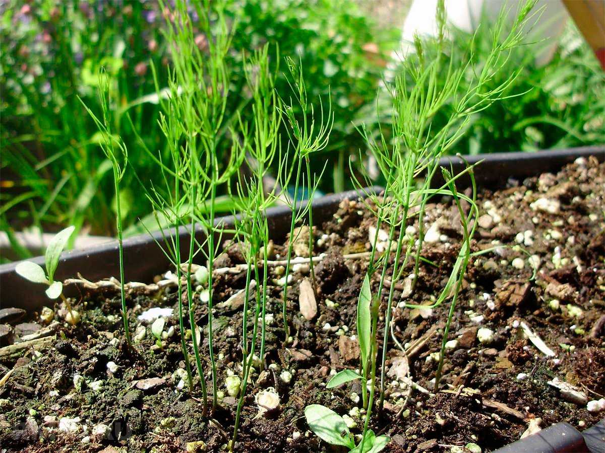Спаржа (Аспарагус): выращивание из семян
