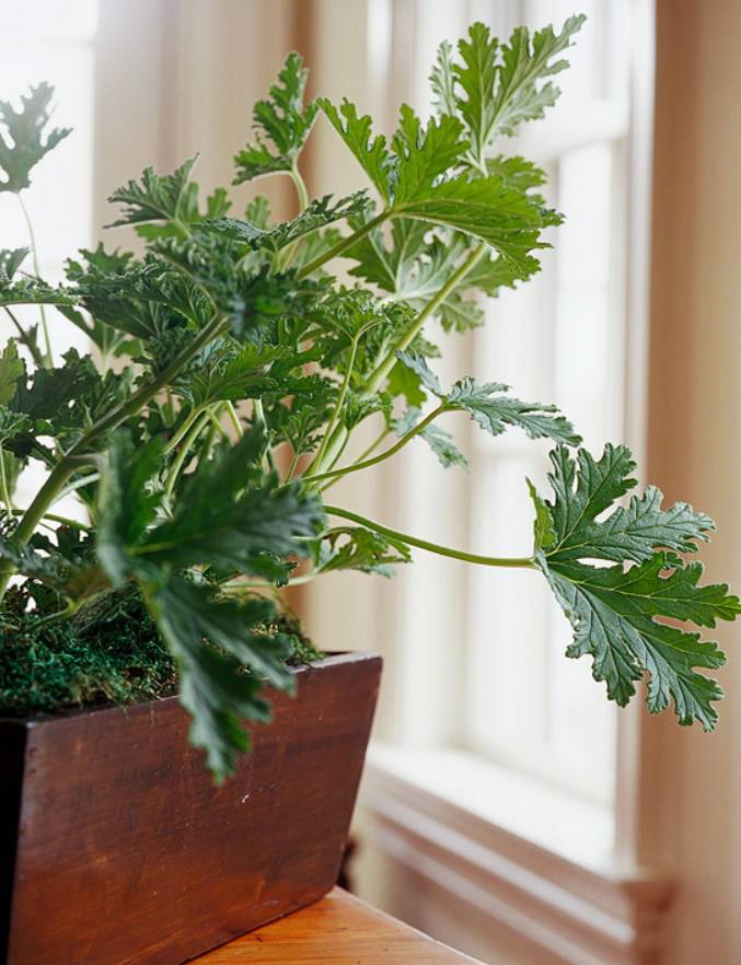 Вонючие домашние цветы: какие комнатные растения плохо пахнут и зачем они нужны в доме?