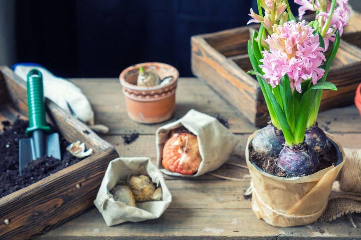 Выгонка тюльпанов и других луковичных растений в домашних условиях