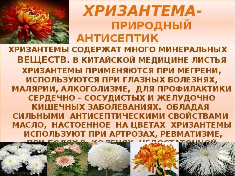 Комнатная хризантема: уход в домашних условиях для души и для здоровья - комнатные и садовые растения, уход за ними sad-doma.net