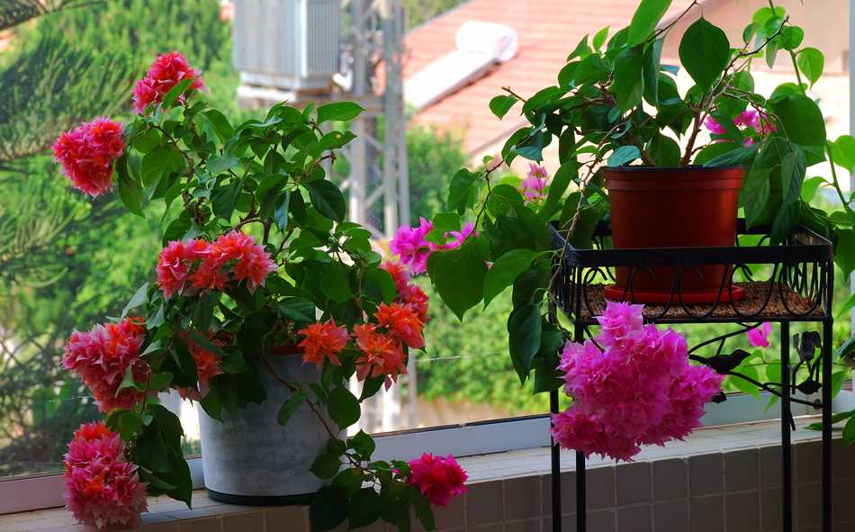 Топ-8 популярных светолюбивых комнатных растений: названия, описания, фото