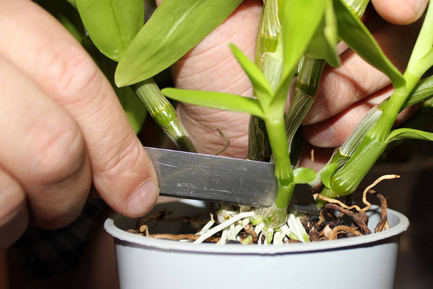 Орхидея дендробиум – уход в домашних условиях. распространенные виды. что делать с цветком после покупки? правила ухода и размножения | (110+ фото и видео)