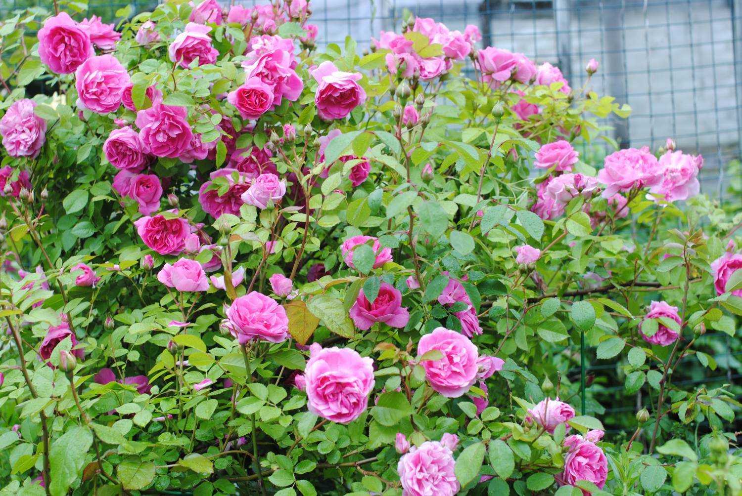 Роза прейри джой — описание, правила выращивания