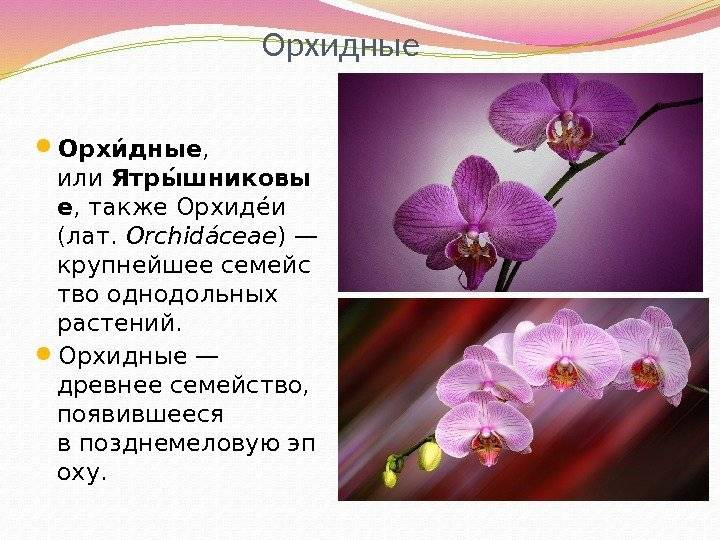Всё об орхидее, как выглядит, виды, где растет, размножение, интересные факты ????фанфакт.ру