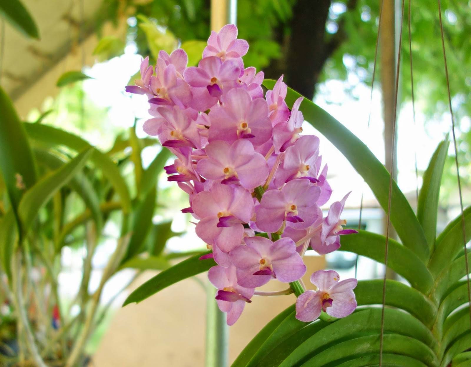 Посадка и уход за орхидеей в домашних условиях: как не совершить ошибку?