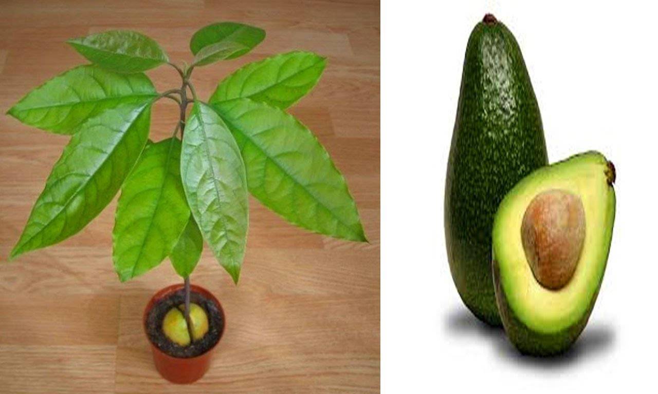 Как вырастить авокадо из косточки в домашних условиях: в горшке, для начинающих