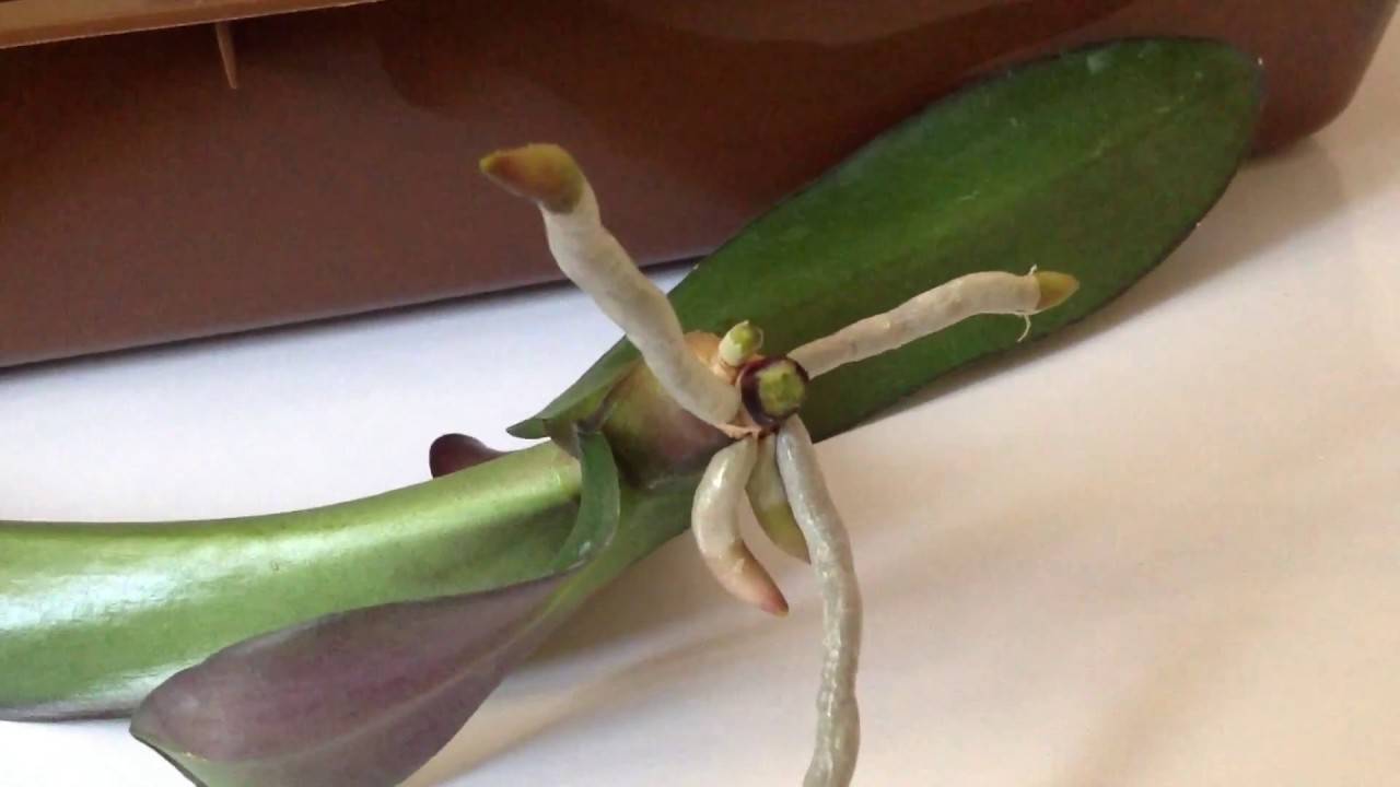 Как отделить детку орхидеи от материнского растения правильно, когда и как отсоединить прикорневой отросток, отводок из пазухи листа, от ствола и у основания?