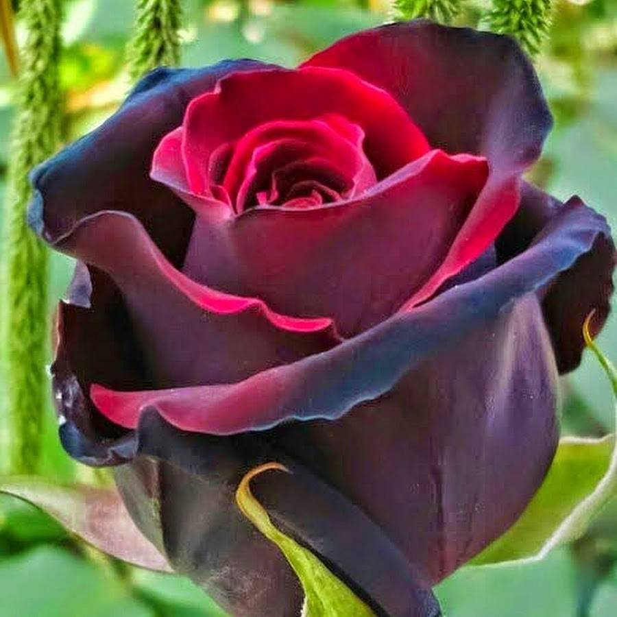 Черные розы: фото бутонов и описание сортов цветка, существуют ли в природе, как покрасить и получить этот тон, где обитают и каким образом выращивают из семян?